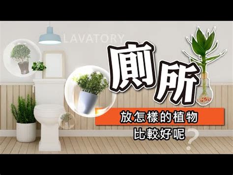 廁所適合放什麼植物|廁所放什麼植物好？4種耐陰且好照顧的植物推薦 